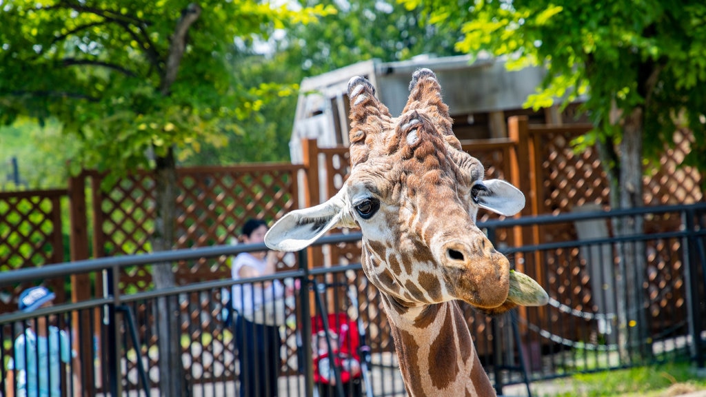 Zoo de Asahiyama ofreciendo animales del zoológico y animales terrestres