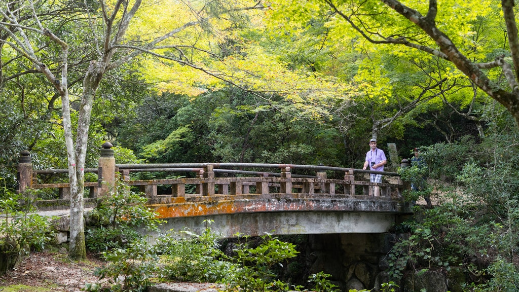 Momijidani Park showing a bridge and a park