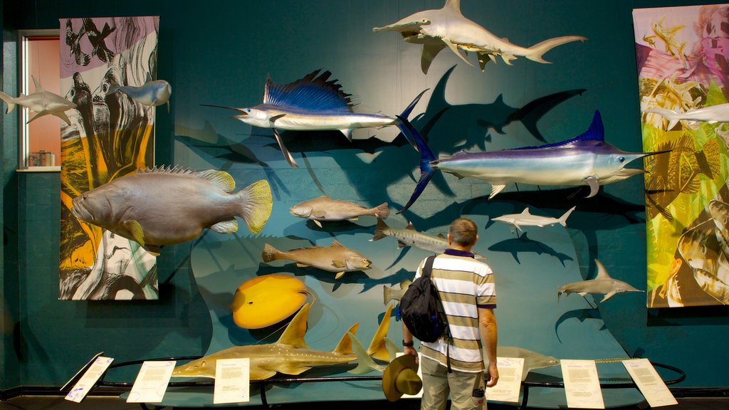 Museum and Art Gallery of the Northern Territory showing interior views as well as an individual male