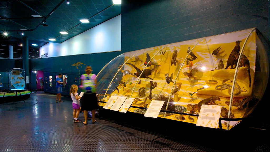 Museum and Art Gallery of the Northern Territory showing interior views