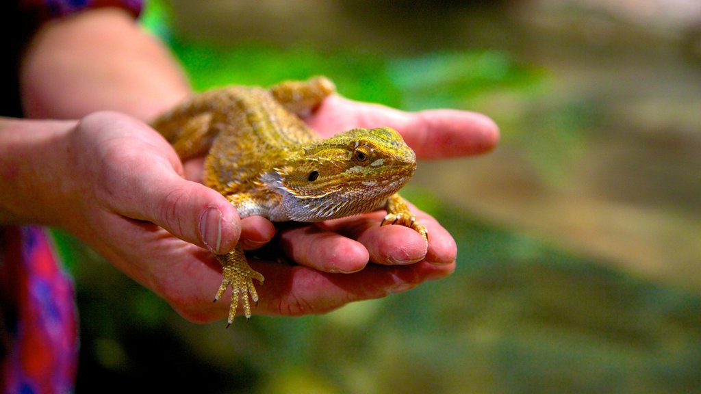 Crocosaurus Cove og byder på dyr fra zoologisk have og dyr