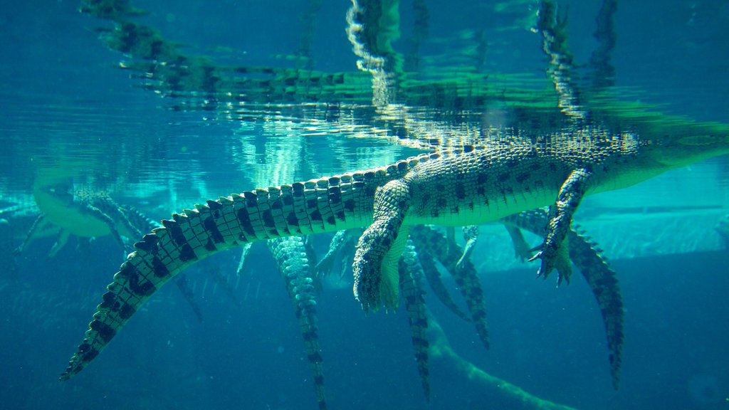 Crocosaurus Cove som omfatter livet i havet og farlige dyr