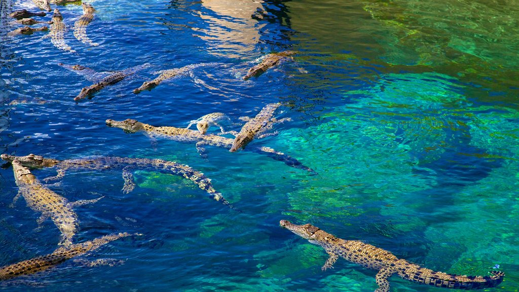 Crocosaurus Cove ซึ่งรวมถึง ชีวิตทางทะเล และ สัตว์อันตราย