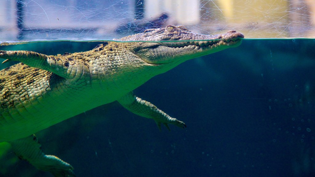 Crocosaurus Cove caracterizando animais perigosos e vida marinha