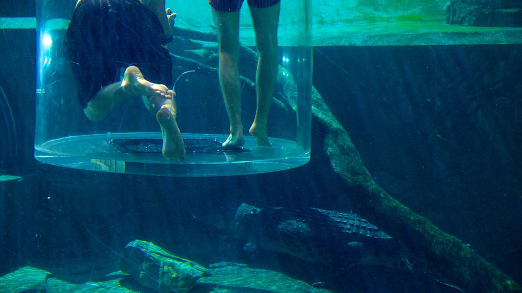 Crocosaurus Cove caracterizando vida marinha e vistas internas