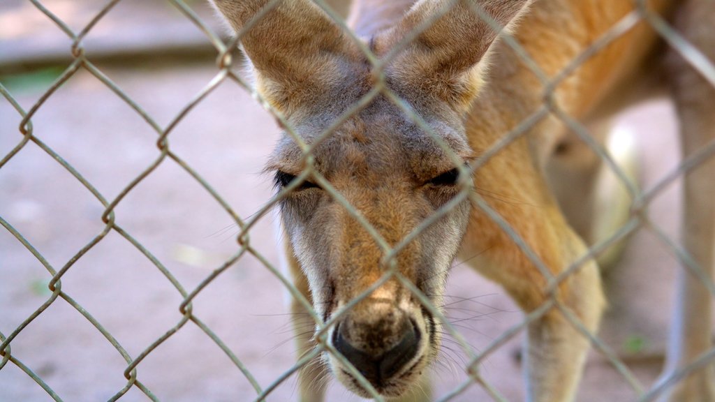 Crocodylus Park featuring land animals and zoo animals