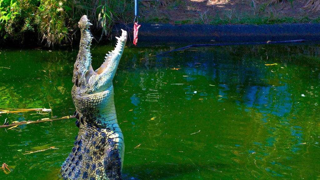 Crocodylus Park ofreciendo un estanque, animales de zoológico y animales peligrosos