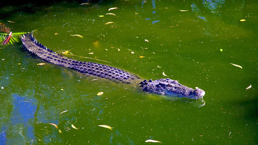 Crocodylus Park que incluye animales peligrosos, animales de zoológico y un estanque