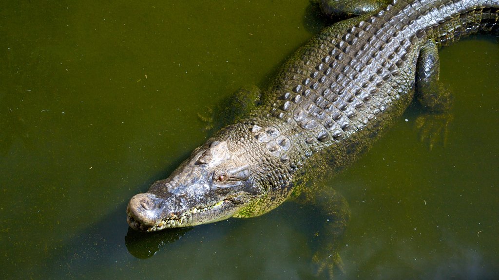 Crocodylus Park que incluye animales peligrosos, animales de zoológico y un estanque