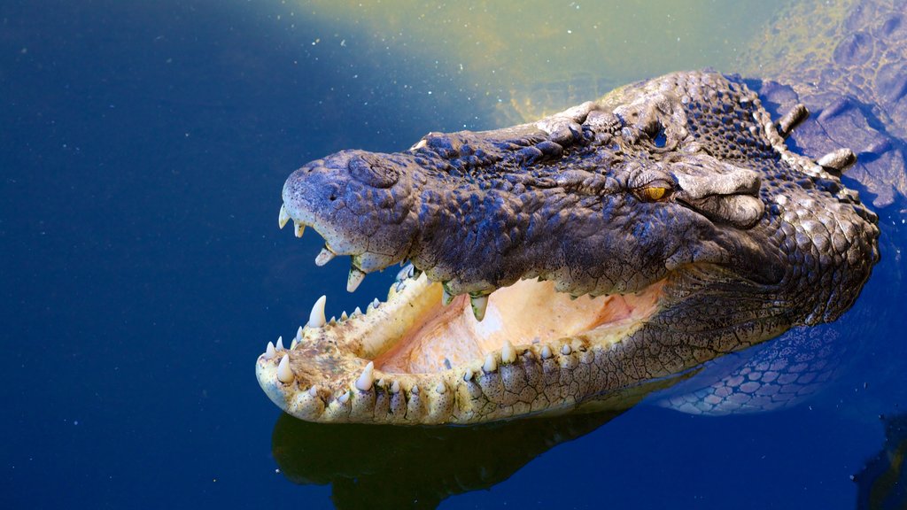 Crocodylus Park showing dangerous animals, zoo animals and a pond