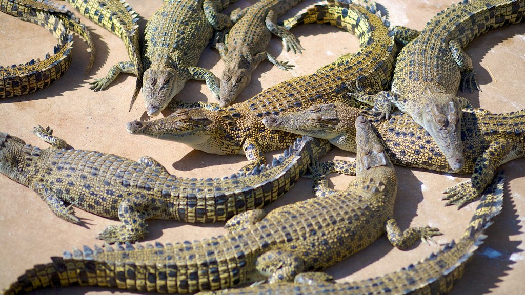 Crocodylus Park ofreciendo animales peligrosos y animales del zoológico