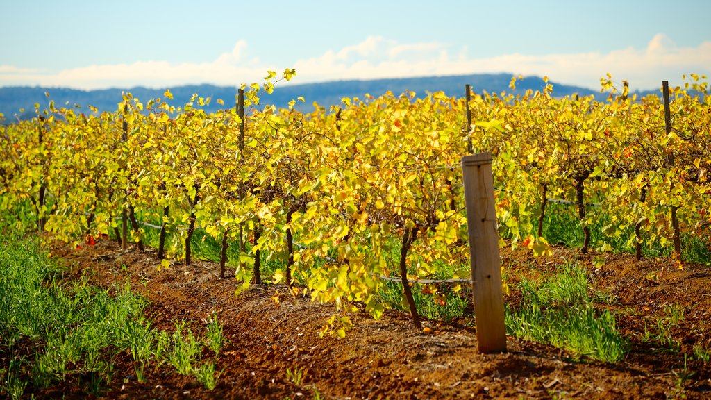 Hunter Valley showing farmland