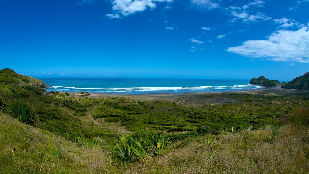 Auckland showing a beach