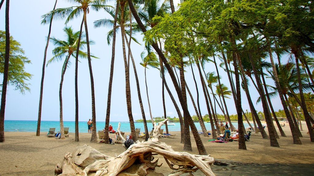 Hawaii som viser sandstrand og tropisk landskap