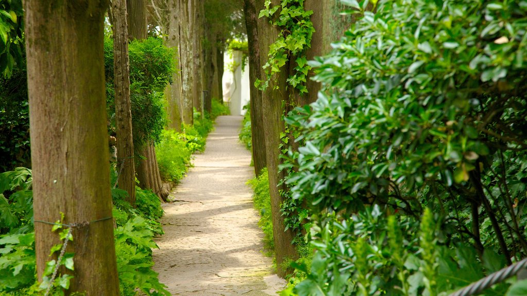 Villa San Michele ofreciendo un jardín