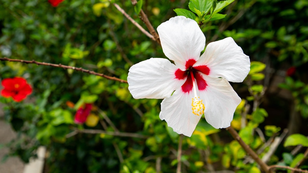 Hakodate botaniske tropehage fasiliteter samt villblomster