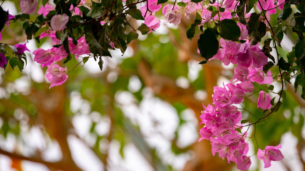 Jardín botánico tropical de Hakodate que incluye flores silvestres