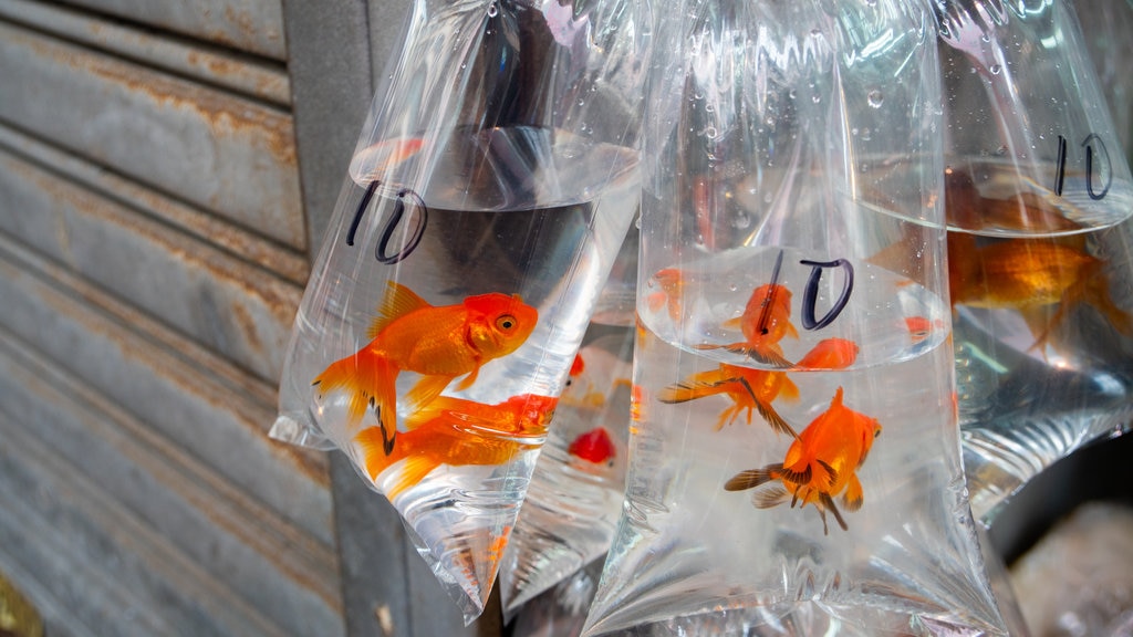 Goldfish Market som visar havsdjur och marknader