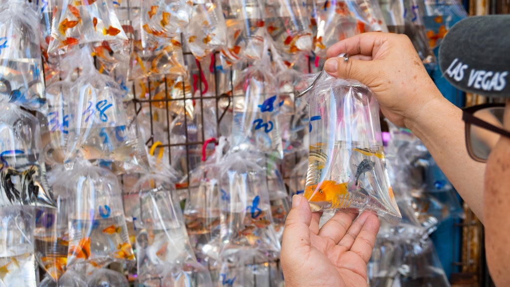 Goldfish Market featuring marine life and markets