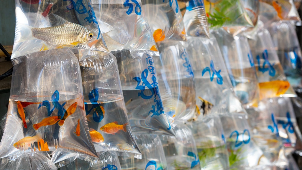 Goldfish Market showing marine life and markets