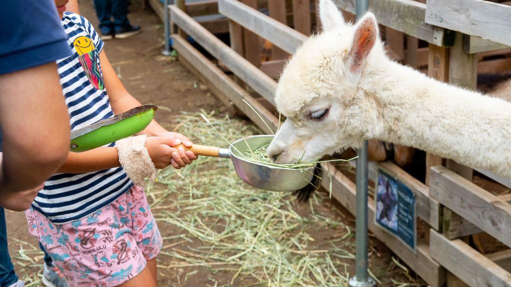 Zoológico de Chiba mostrando animais de zoológico e animais fofos ou amigáveis assim como uma criança sozinha