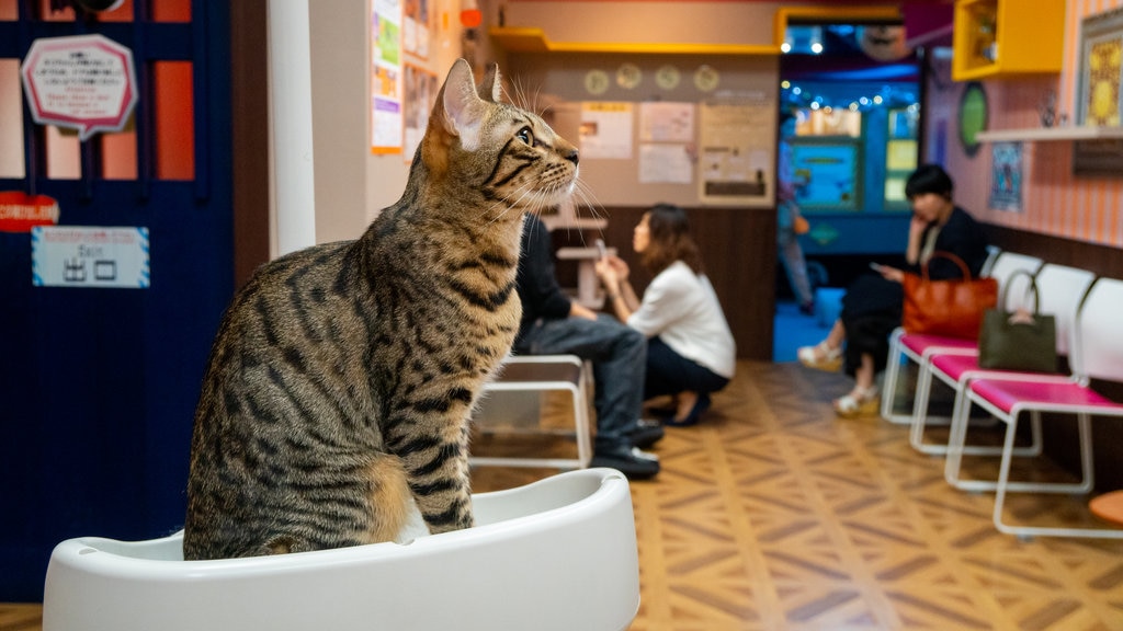 Nekobukuro que incluye animales domésticos y vista interna