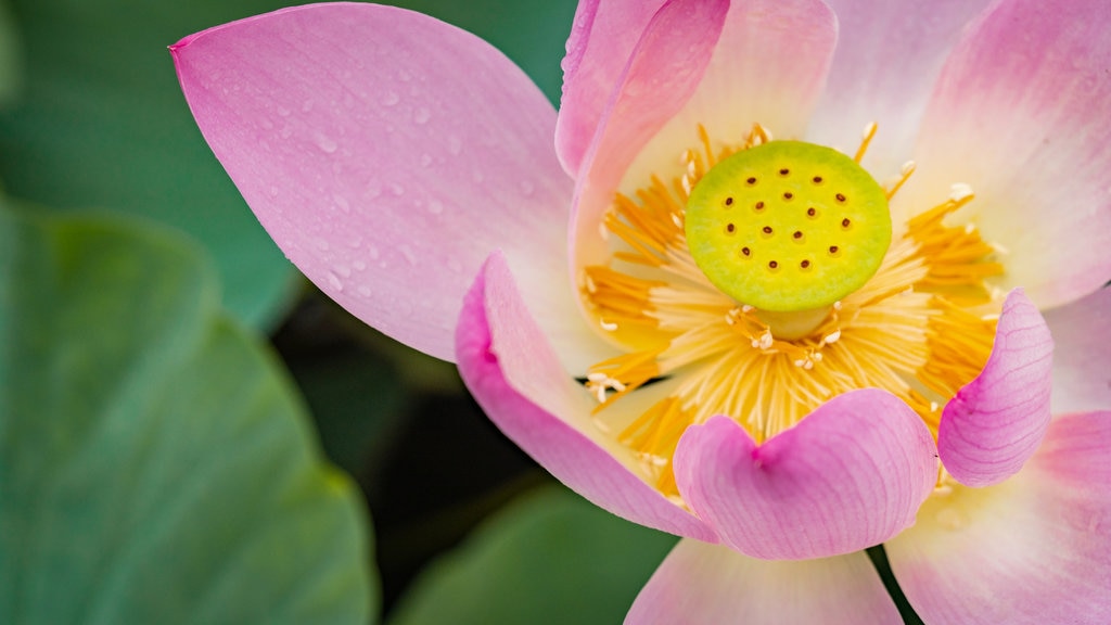 Japan presenterar blommor