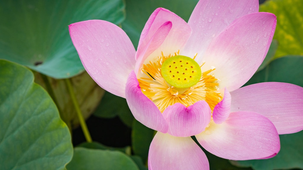 Japan som visar blommor