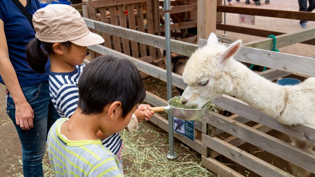 Zoológico de Chiba mostrando animais fofos ou amigáveis e animais de zoológico assim como crianças