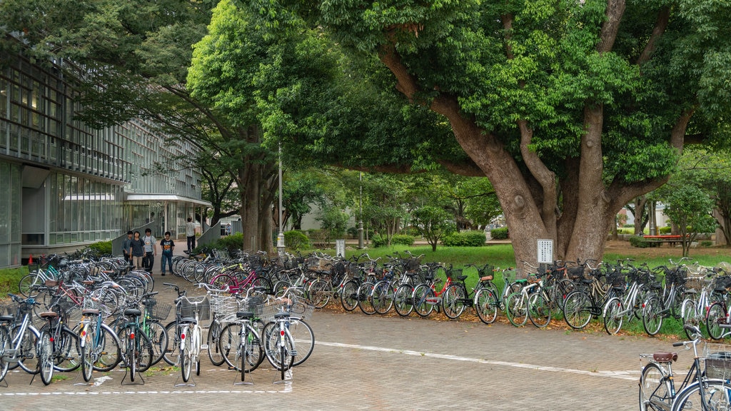 Japan showing a park