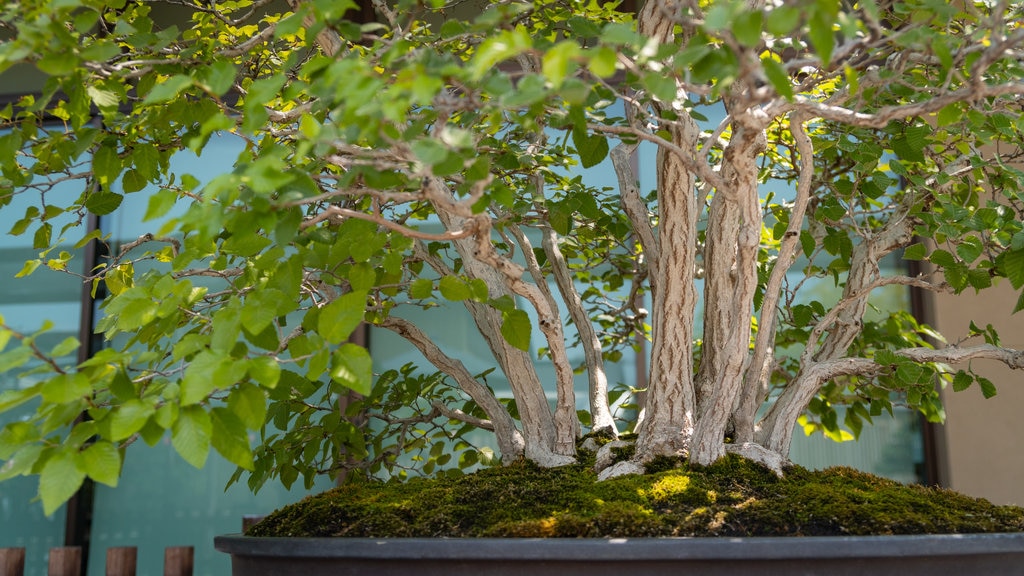 Omiya Bonsai Art Museum showing a park