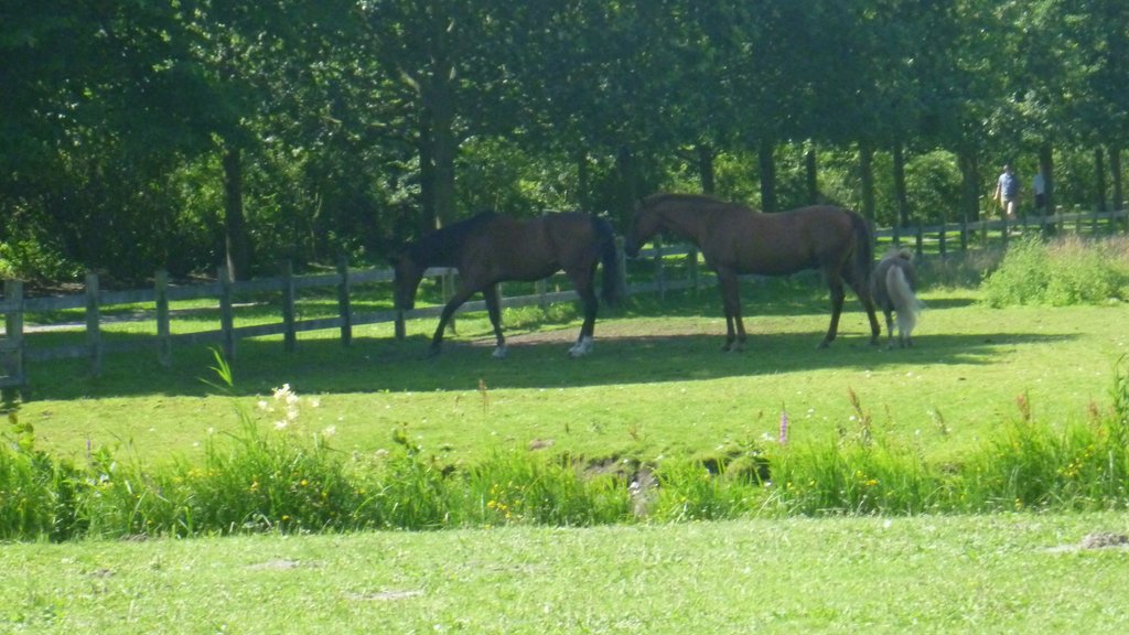 Park Clingendael som inkluderar landdjur