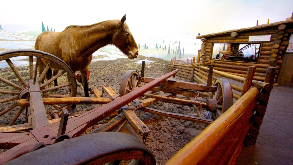 Royal BC Museum showing land animals