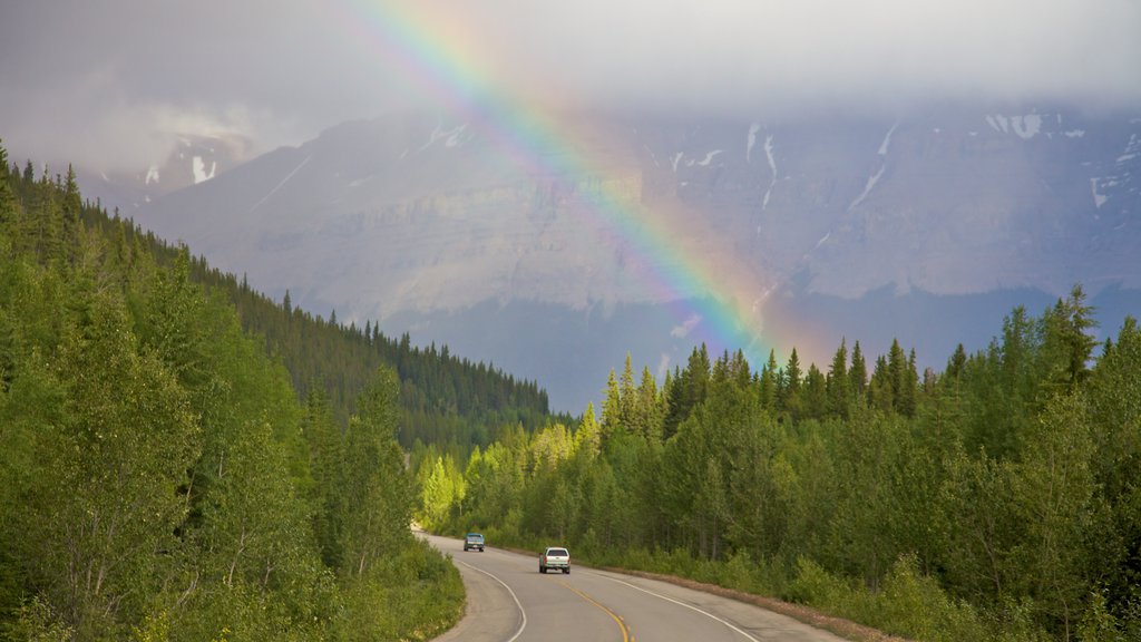 Icefields Parkway toont landschappen, bossen en mist of nevel