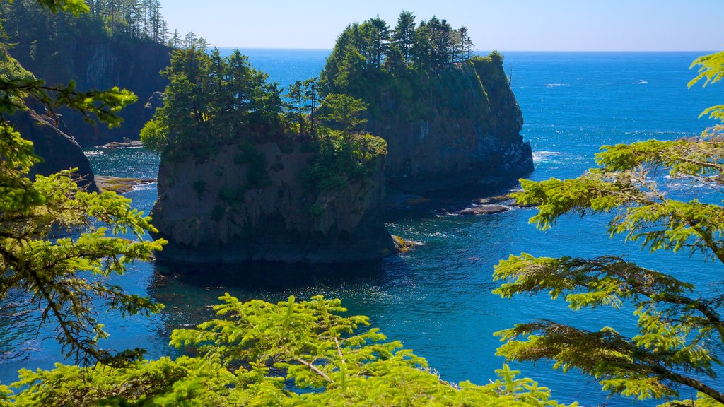 Cape Flattery which includes a bay or harbour, landscape views and forest scenes