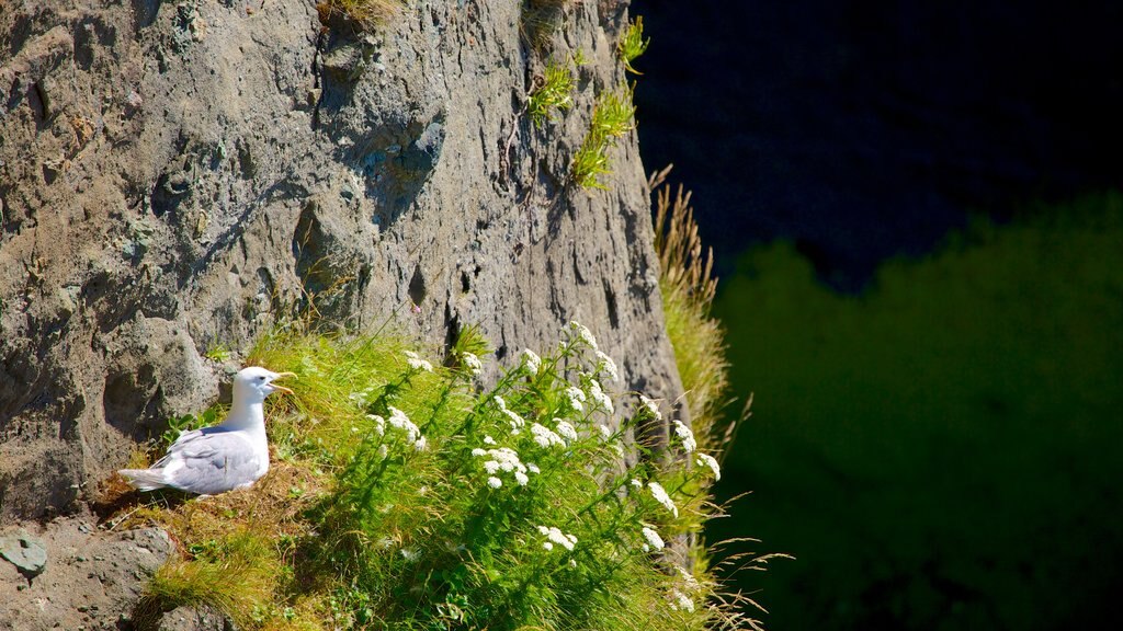 Cabo Flattery ofreciendo flores silvestres y vida de las aves