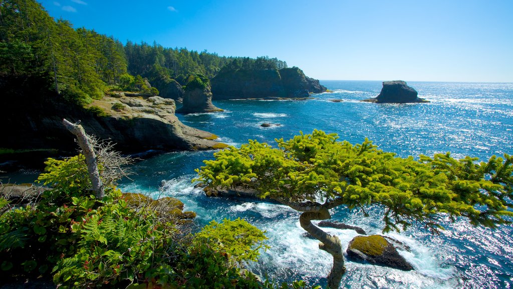 Cape Flattery which includes a bay or harbour, landscape views and rocky coastline