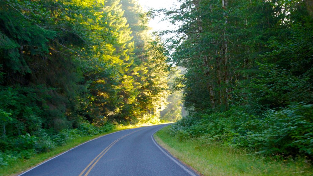 Centro de visitantes de Hoh Rain Forest ofreciendo selva