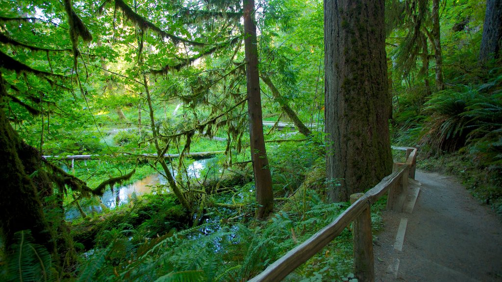 Hoh Rain Forest Visitor Center som omfatter regnskov og en park