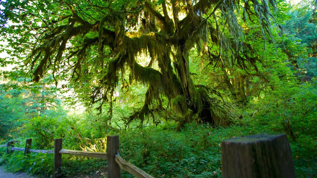 Centro de visitantes de Hoh Rain Forest mostrando selva