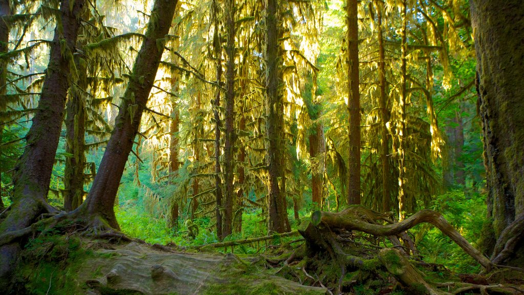 Hoh Rain Forest Visitor Center som omfatter regnskov og udsigt over landskaber