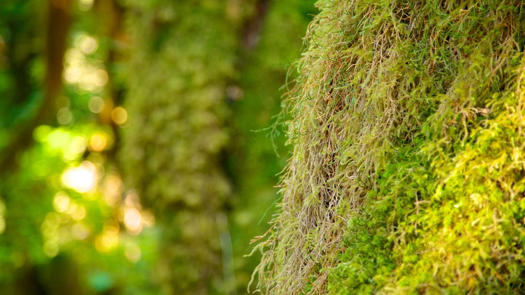 Hoh Rain Forest Visitor Center showing forest scenes