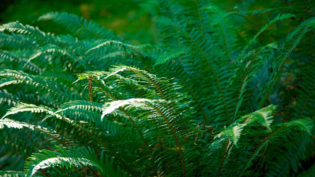 Hoh Rain Forest Visitor Center que inclui floresta tropical