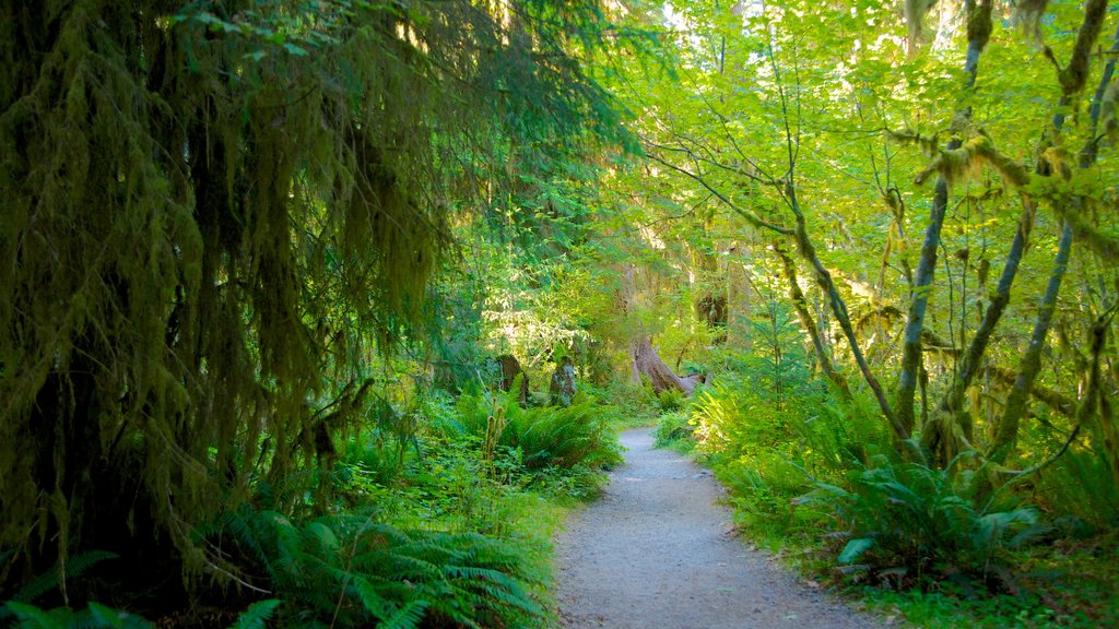 Hoh Rain Forest Visitor Center which includes a garden, rainforest and forest scenes