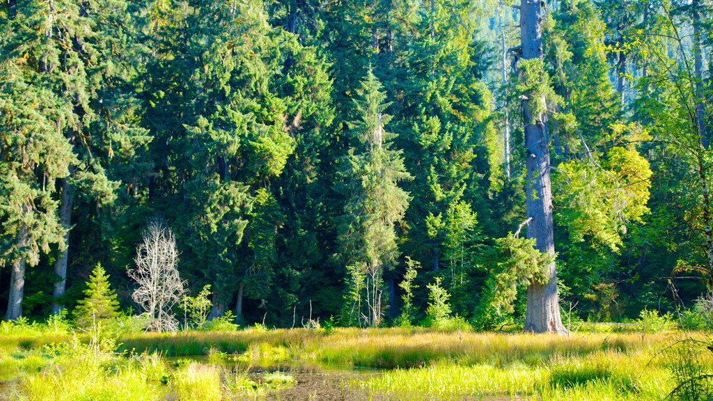 Hoh Rain Forest Visitor Center som omfatter regnskov, udsigt over landskaber og fredfyldte omgivelser