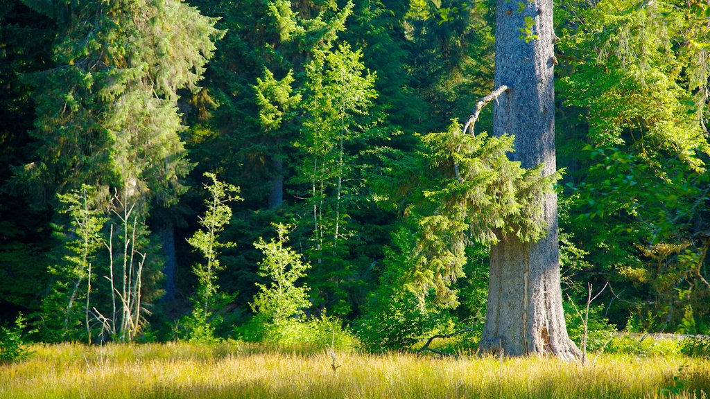 Parc national Hoh Rain Forest Visitor Center mettant en vedette scènes forestières