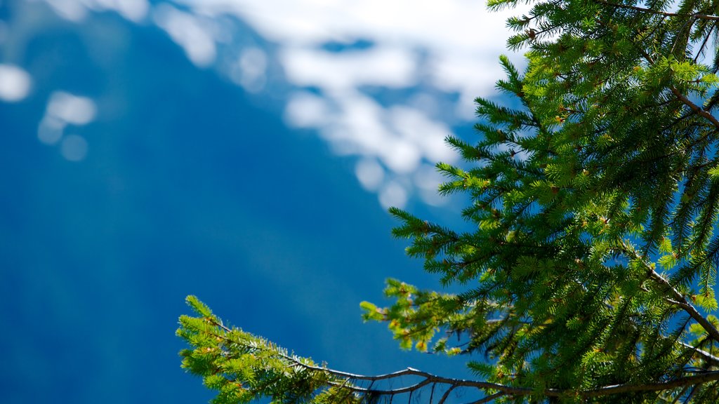 Centro de visitantes de Hurricane Ridge ofreciendo imágenes de bosques