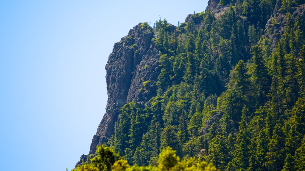 Hurricane Ridge Visitors Center which includes forests and mountains