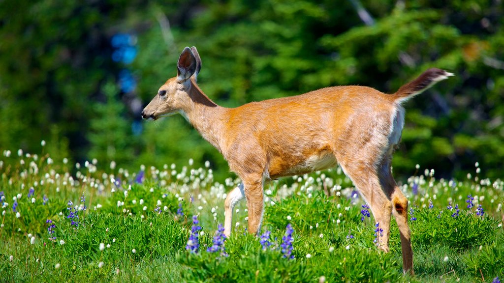 Hurricane Ridge Visitors Center mostrando animais fofos ou amigáveis, animais terrestres e flores silvestres