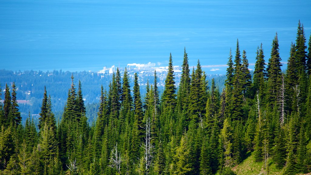 Centro de visitantes de Hurricane Ridge que incluye bosques y vista panorámica